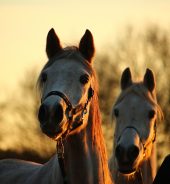 Lernt der Boss wirklich was vom Ross? So wirkt Coaching mit Pferden.