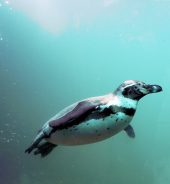 Warum uns Ziele von unserem Erfolg abhalten können!