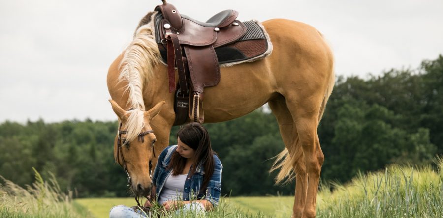 Pferdegestütztes Coaching mit deinem Pferd – diese Risiken solltest du bedenken